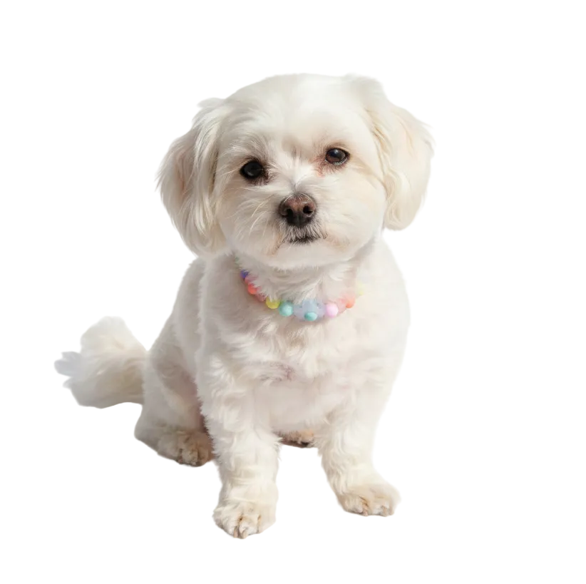 Candy Pearl Beaded Collar