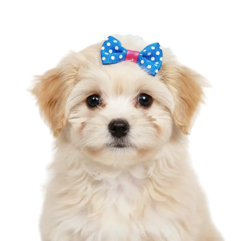 30PCS Handmade Pet Hair Bows with Rubber Band