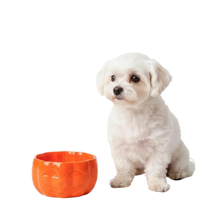 Elevated Ceramic Pet Bowl