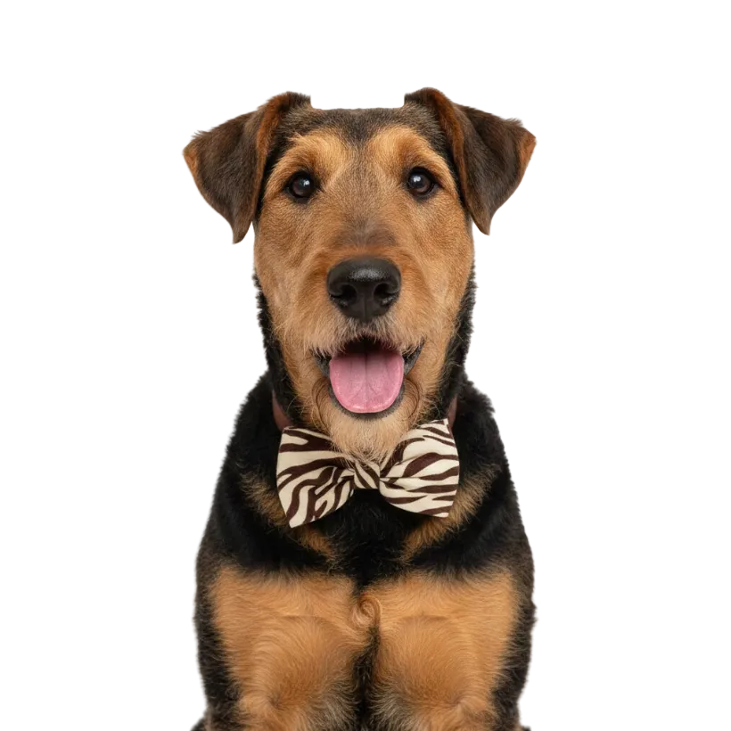 Animal Print Pet Bow Ties